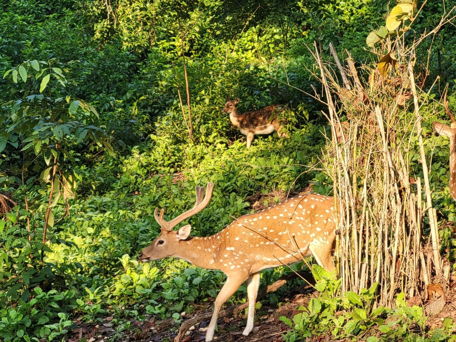 Trip to Kanha National Park